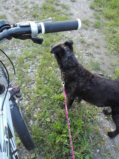 Hans Frumm Inh. Gabi Huber, Blumenladen in Fridolfing