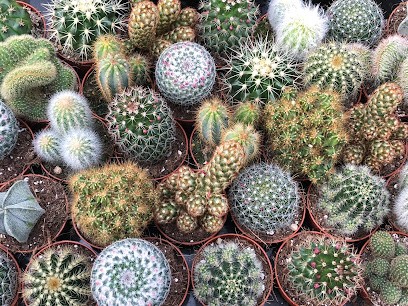 Kakteen Berghaus, Blumenladen in Hörstel