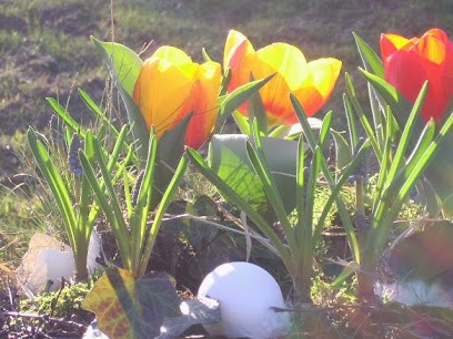 Hortulus Floristik und Gartenkultur, Blumenladen in Radevormwald