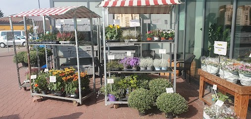 Holland-Blumen-Discount Glasbergen & Griffioen, Blumenladen in Wunstorf