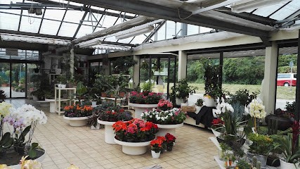 Blumen Schmitt Inh. Andreas Hinn, Blumenladen in Grenzach-Wyhlen