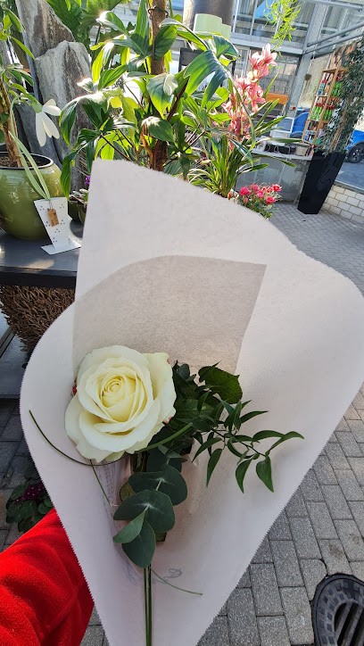 Blumen Bandße Gärtnerei, Blumenladen in Herborn