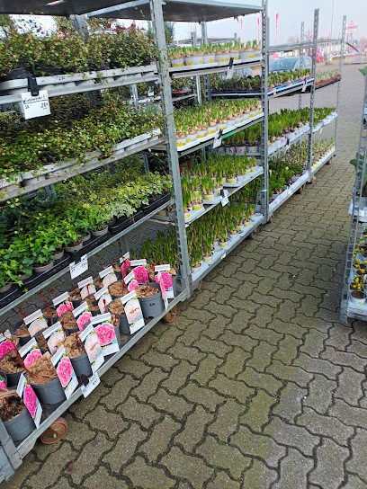Blumen & Gartencenter Chro, Blumenladen in Isernhagen