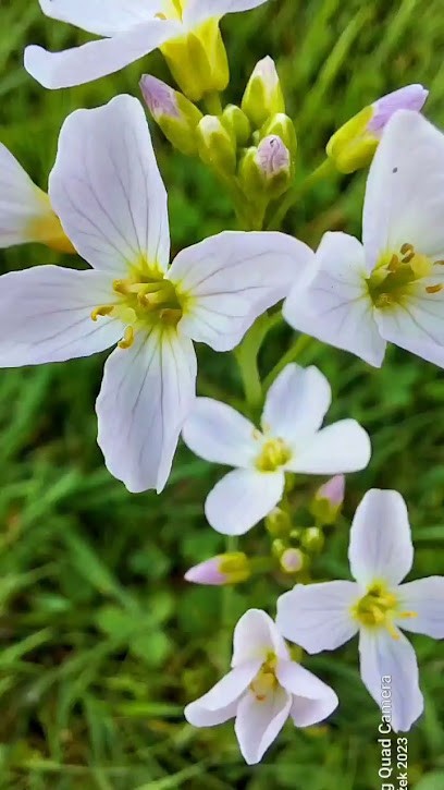 Ute Leimbach Blumenschmuck & Dekorationen, Blumenladen in Gummersbach