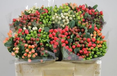 Blumengroßhandel Prochnow, Blumenladen in Steinach