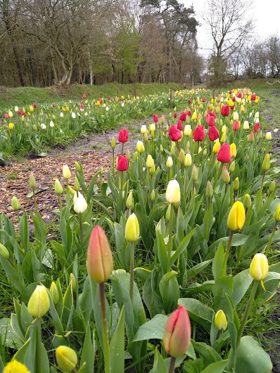 Blumen zum selber schneiden, Blumenladen in Aurich