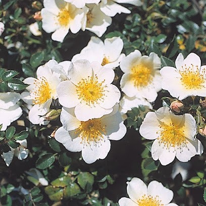 W. Bender, Blumenladen in Aglasterhausen