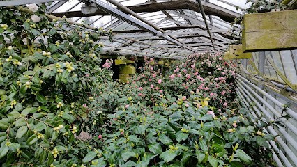 Förderverein Landschloß E.V., Blumenladen in Pirna