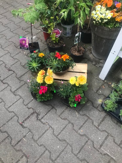 Blumengeschäft Marktarkaden Inh. Elke Haenel, Blumenladen in Markranstädt