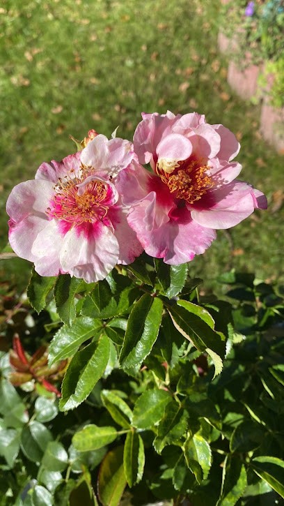 Blumen Vögel e.K., Blumenladen in Ergoldsbach