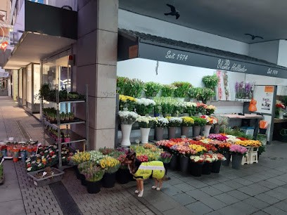 Blumen Holländer, Blumenladen in Limburg