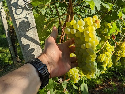 Dieter Bache Blumen Bache, Blumenladen in Weil am Rhein