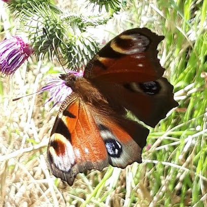 Blumen&Geschenke, Blumenladen in Mayen