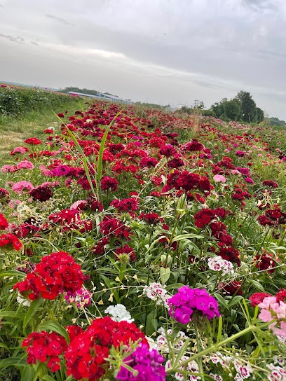 Ammersee BLUMEN PFLÜCKEN Thalhofen, Blumenladen in Landsberg am Lech