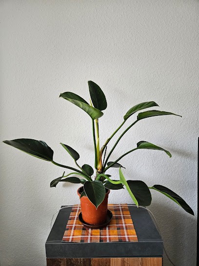 Stadtfloristik Thurow UG (haftungsbeschränkt), Blumenladen in Greifswald