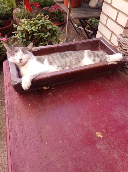 Blumenwerkstatt Heike Dehoust, Blumenladen in Edingen-Neckarhausen