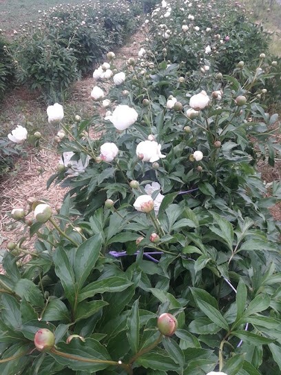 Blumenfeld Netze Fam. Wilke, Blumenladen in Waldeck