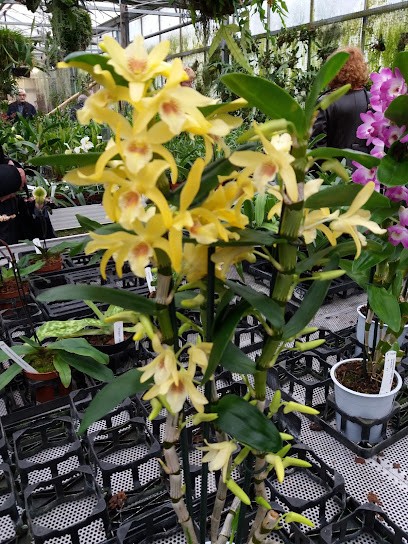 Wilhelm Hennis Orchideen, Blumenladen in Hildesheim