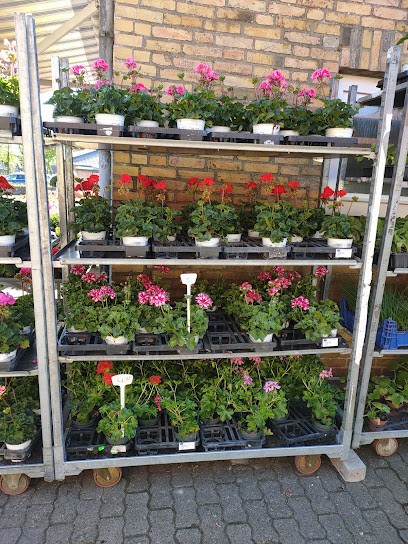 Rolf Sauerland, Blumenladen in Erfde