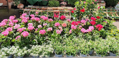 Blumen Manke, Blumenladen in Kremperheide