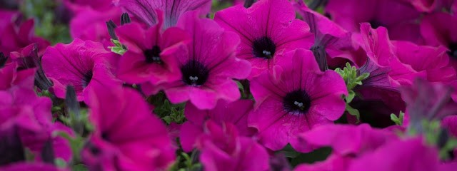 Gärtnerei Veit, Blumenladen in Pleß