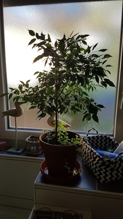 Blumen Bahl GmbH, Blumenladen in Neuwied