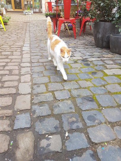 Koller Floristik & Dekoration, Blumenladen in Worms