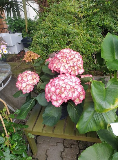 Annemone Blumen, Blumenladen in Köln