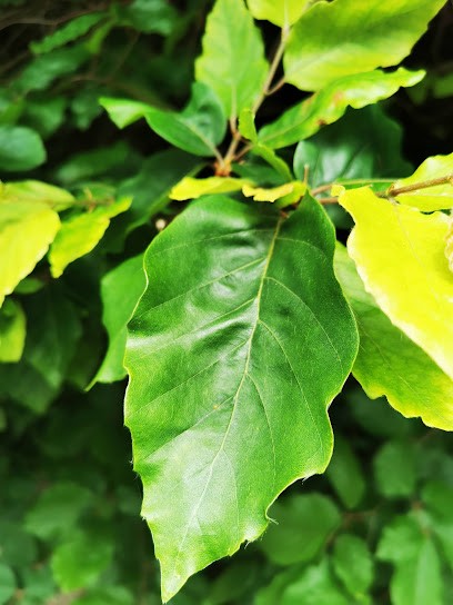 Blumenoase Plath, Blumenladen in Gera