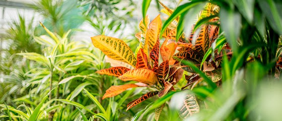 Blumen-Krauß, Inh. Alexander Krauß, Blumenladen in Hof