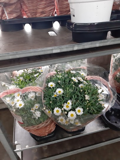 Blumen Holländer, Blumenladen in Limburg