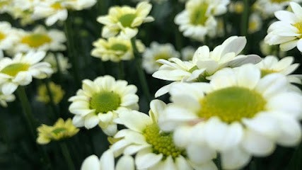 Blumen Höfle In Frickenhausen, Blumenladen in Frickenhausen