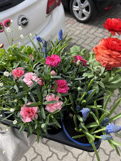 Blumen Walter, Blumenladen in Pirna