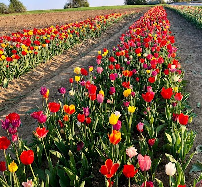 Blumen selber schneiden, Blumenladen in Mandelbachtal