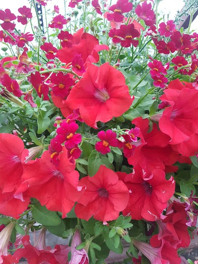 Gärtnerei Blumenladen Füller, Blumenladen in Neuenstein