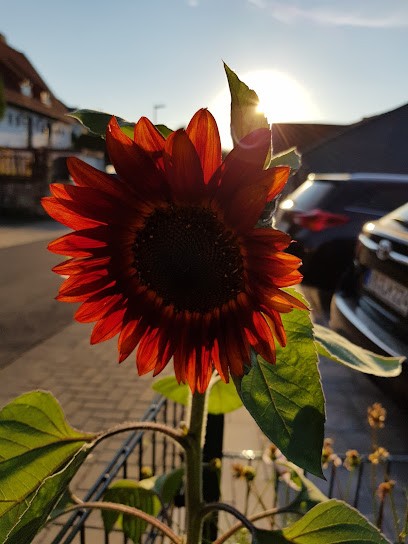 Blumenhaus Schermer Inh. Katja Habermehl, Blumenladen in Feldatal