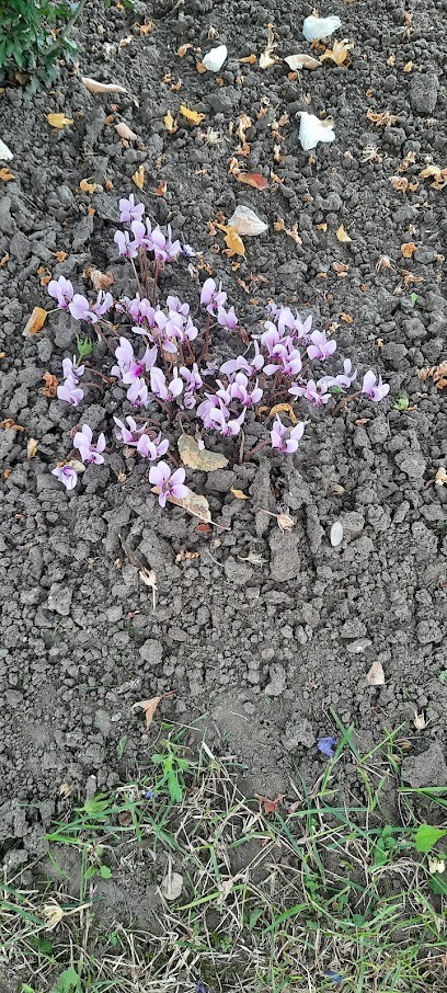 Gärtnerei Nultsch, Blumenladen in Kabelsketal