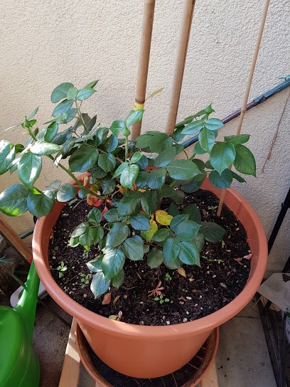 SÜBERKRÜB Gärtnerei & Floristik, Blumenladen in Fürth