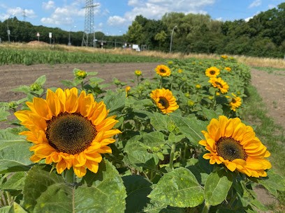 Beckmanns Blumen, Blumenladen in Gladbeck