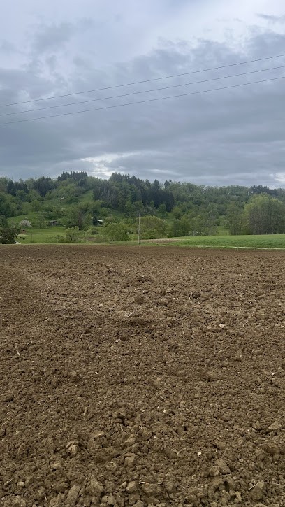 Blumen zum Selbstschneiden, Blumenladen in Mössingen