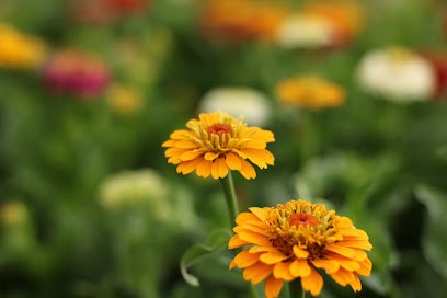 Blumenfeld beim Wasserturm, Blumenladen in Schwaigern