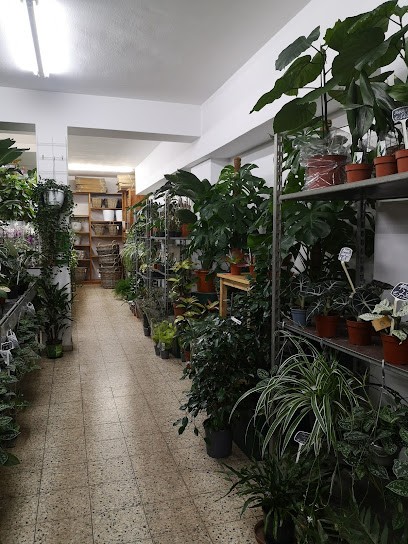 Die blumen-Brüder aus Holland, Blumenladen in Düsseldorf