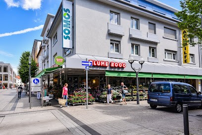 BLUME2000 Hanau, Blumenladen in Hanau