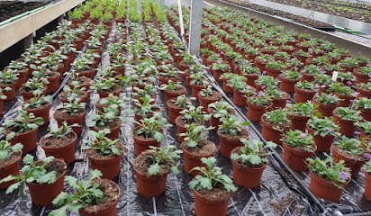 Blumen Dames, Blumenladen in Twistringen