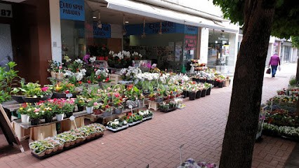 Blumenparadies N&B, Blumenladen in Frechen