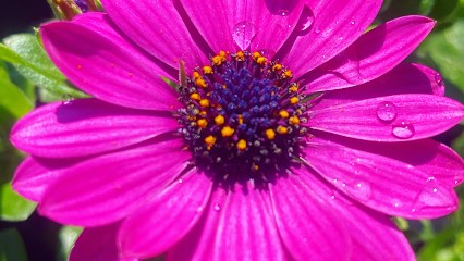 Blumen-Oase, Blumenladen in Weil am Rhein