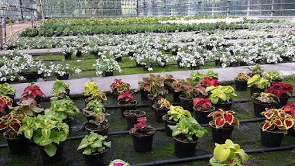 Gärtnerei Sewerin, Blumenladen in Sögel