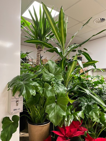 Alice im Blumenland, Blumenladen in Düsseldorf