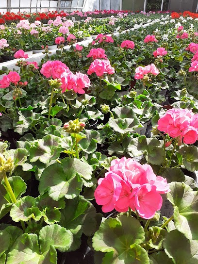 Blumenhaus Brunken Friedhofsgärtnerei, Blumenladen in Wilhelmshaven