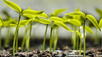 Gärtnerei Kneller, Blumenladen in Ubstadt-Weiher